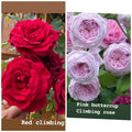 Rose Unrooted Cuttings Mix - 4 Fresh 5-8" Rosa spp. Propagation Planting Material