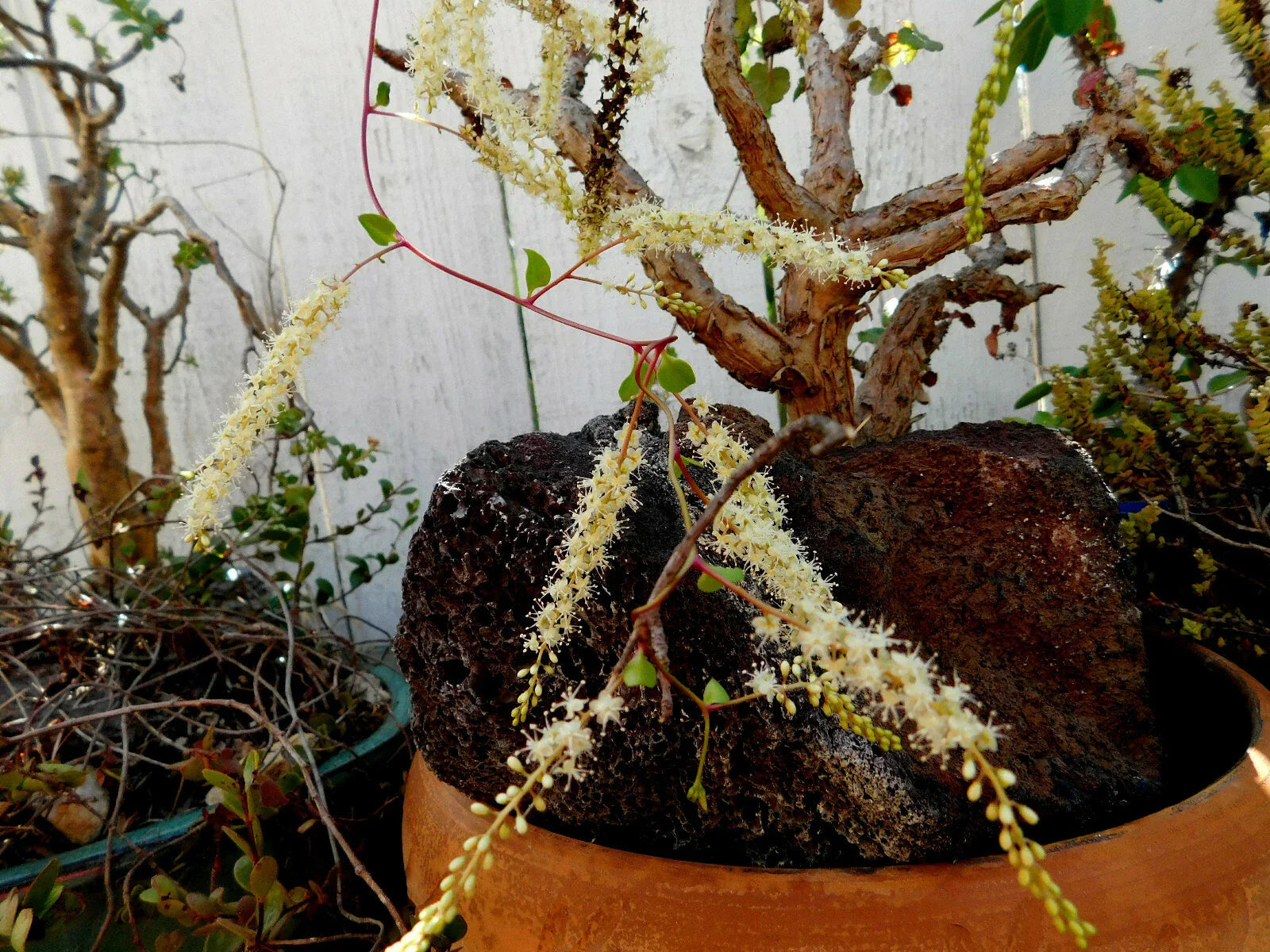 Doggie-Doo Plant Seeds or Young Plants | Anredera baselloides | Unique Heart-Shaped Foliage | Easy Care Houseplant