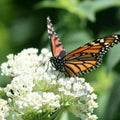 Milkweed Seeds - Swamp Mix Perennials for Monarch Butterflies, Non-GMO, Asclepias incarnata, Attract Pollinators, Moist Soil, 75 Seeds