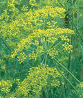 Dill Seeds - Heirloom Mammoth Long Island Non-GMO Anethum graveolens Culinary Spice for Pickling & Cooking