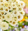 Zinnia Seeds 100 Pack Cactus Snowman White Heirloom Butterfly Garden Flowers Zinnia elegans