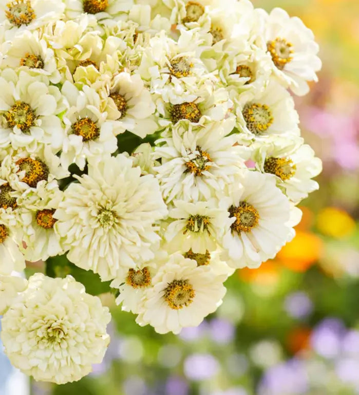 Zinnia Seeds 100 Pack Cactus Snowman White Heirloom Butterfly Garden Flowers Zinnia elegans
