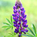 Gallery Blue Lupine Seeds - Perennial Flower Seeds for Borders & Wildflower Gardens - Lupinus polyphyllus, Blue, 25 Pack