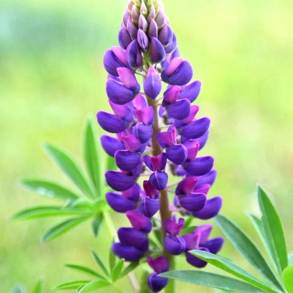 Gallery Blue Lupine Seeds - Perennial Flower Seeds for Borders & Wildflower Gardens - Lupinus polyphyllus, Blue, 25 Pack