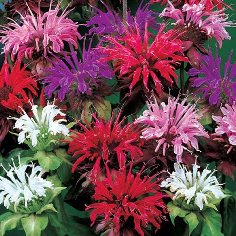 Bee Balm Seeds - 100 Count - Purple, Pink, White Hummingbird Flower Seeds - Monarda didyma