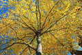 Sweet Birch Seeds - 200+ Betula Lenta Native Tree Seeds for Planting, Deciduous Tree, Aromatic Bark, Fall Foliage