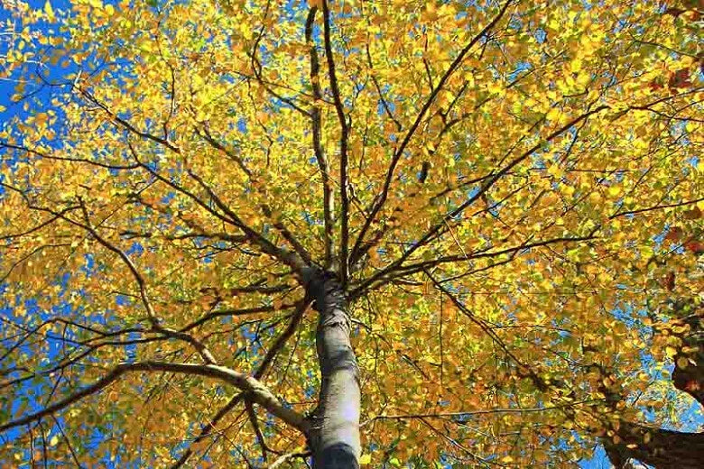 Sweet Birch Seeds - 200+ Betula Lenta Native Tree Seeds for Planting, Deciduous Tree, Aromatic Bark, Fall Foliage