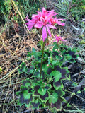Rare Spiky Pink Bloom Cluster Pelargonium Geranium 6" Live Plant Cutting for Indoor Garden, Pink Flowers, Easy Care