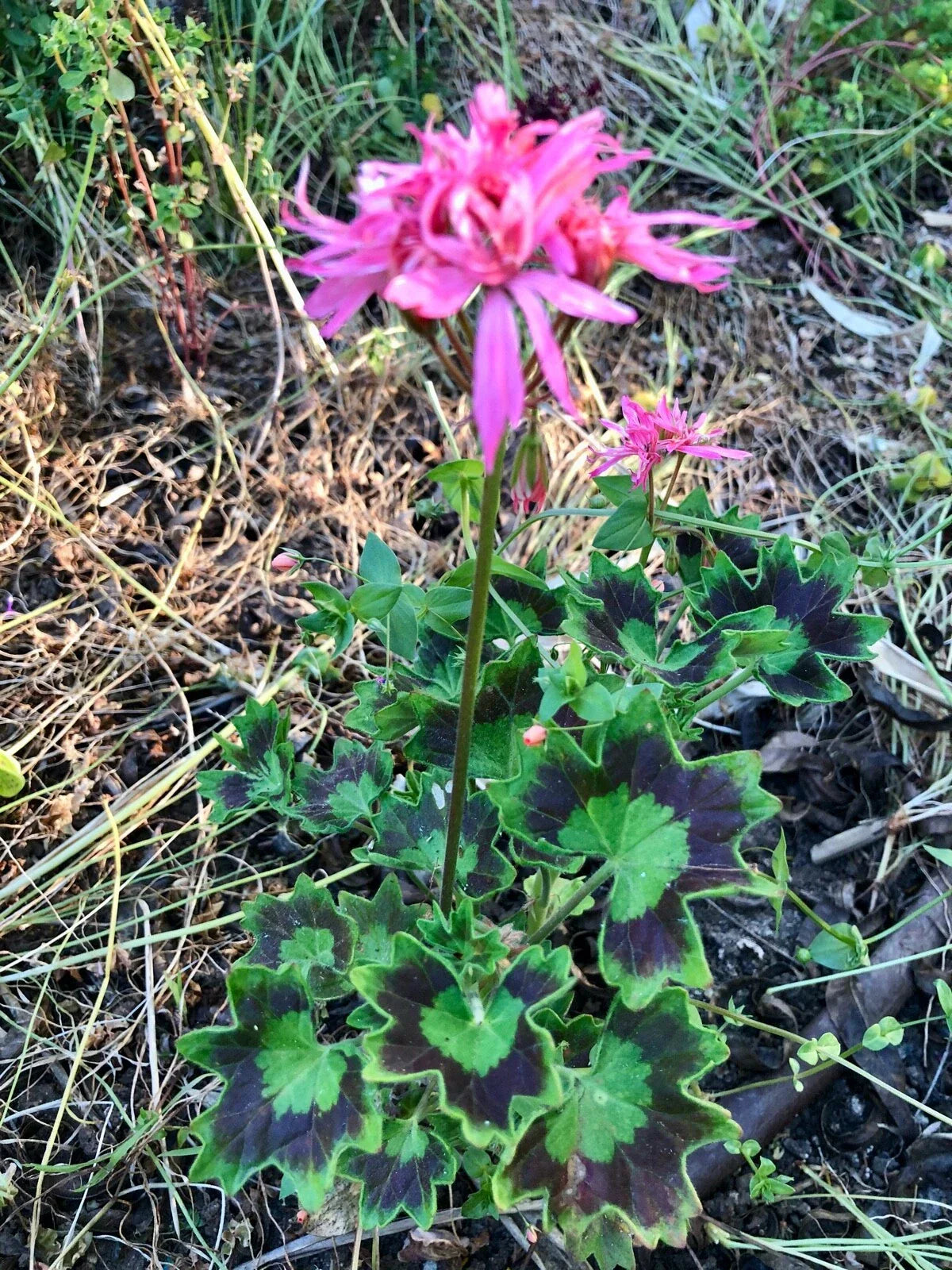 Rare Spiky Pink Bloom Cluster Pelargonium Geranium 6" Live Plant Cutting for Indoor Garden, Pink Flowers, Easy Care