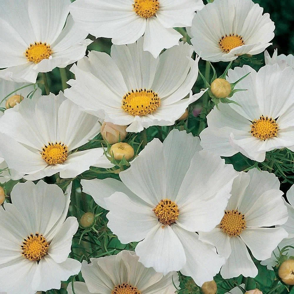 Cosmos Seeds 100 Pack White Flower Seeds for Butterflies Cosmos bipinnatus Garden Plant, Full Sun, Easy to Grow