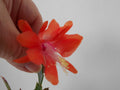 Schlumbergera Starter Plant - Thor Wild Orange - Christmas Cactus - Indoor Succulent - Easy Care, Vibrant Blooms