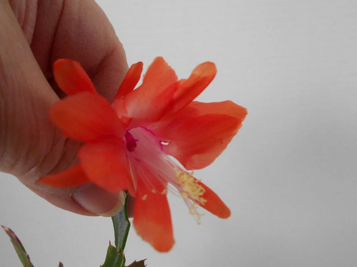 Schlumbergera Starter Plant - Thor Wild Orange - Christmas Cactus - Indoor Succulent - Easy Care, Vibrant Blooms