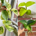 Pothos Cuttings Combo 6-Pack - Marble Queen, Lemon Neon, Jade Green | Epipremnum aureum