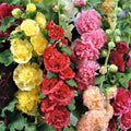 Hollyhock Seeds - Summer Carnival Mix - Non-GMO, Heirloom, Alcea rosea, Vibrant Colorful Blooms, Easy to Grow, Pollinator Friendly
