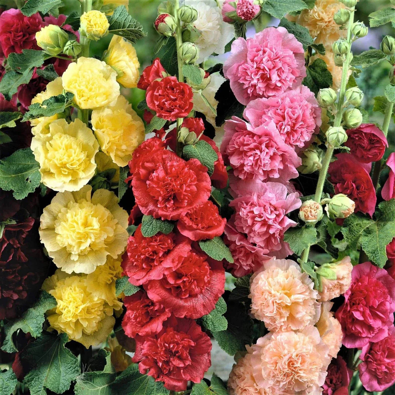 Hollyhock Seeds - Summer Carnival Mix - Non-GMO, Heirloom, Alcea rosea, Vibrant Colorful Blooms, Easy to Grow, Pollinator Friendly