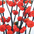 Pumpkin on a Stick Eggplant Seeds - Ornamental Solanum integrifolium - 10 Seeds for Container Gardening