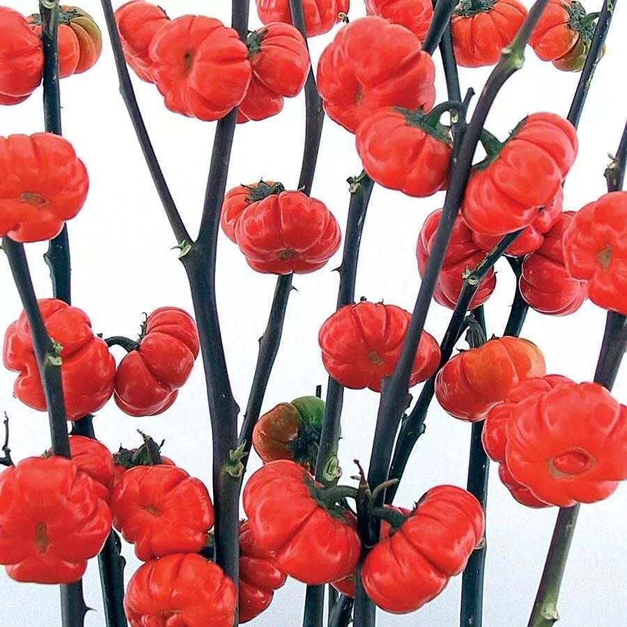Pumpkin on a Stick Eggplant Seeds - Ornamental Solanum integrifolium - 10 Seeds for Container Gardening