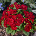 Primula Belarina Valentine Primrose Plant - Well-Rooted 5.25" Pot Perennial Flower for Gardens and Containers
