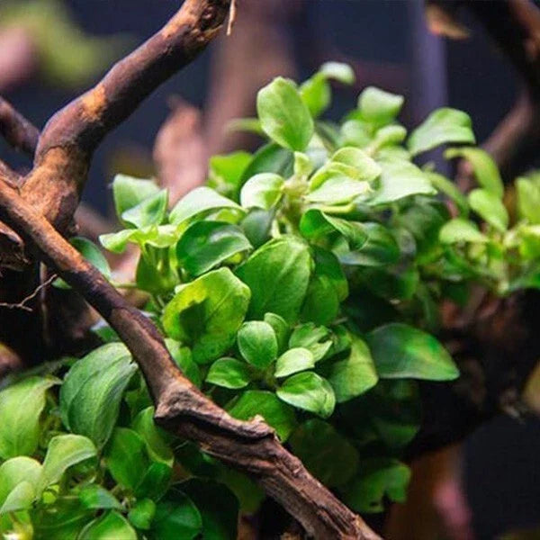 Anubias Nana Petite Live Aquarium Plant - Small Freshwater Aquascape, Low Maintenance, Anubias barteri var. nana