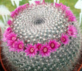 Mammillaria Hahnianna Cactus - 3" Potted Succulent in 4" Pot for Indoor Garden, Home Decor, Low Maintenance Plant