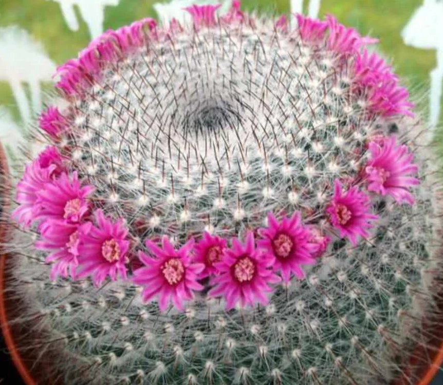 Mammillaria Hahnianna Cactus - 3" Potted Succulent in 4" Pot for Indoor Garden, Home Decor, Low Maintenance Plant