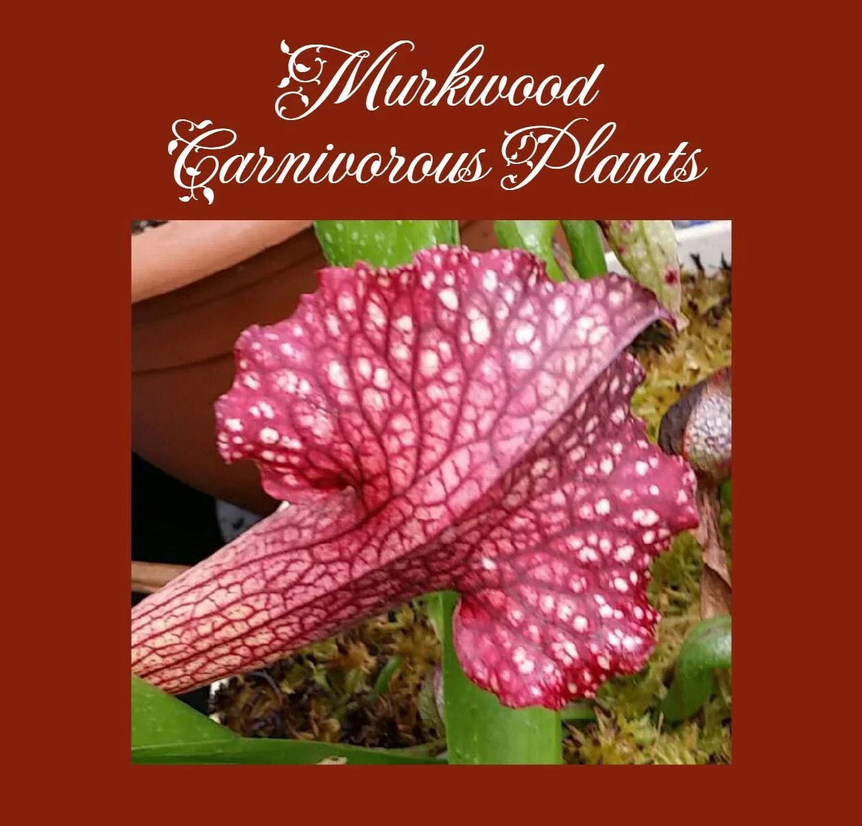 Rare Sarracenia Persian Rug Pitcher Plant - Live Carnivorous Plant for Indoor & Outdoor Cultivation