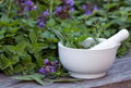 Medicinal Herb Seed Set, 12 Packs, Culinary & Therapeutic Varieties, Organic Seeds, Lavender, Chamomile, Echinacea