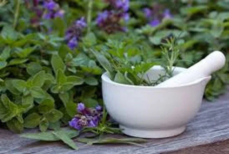 Medicinal Herb Seed Set, 12 Packs, Culinary & Therapeutic Varieties, Organic Seeds, Lavender, Chamomile, Echinacea