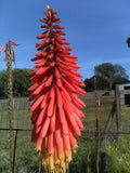 Red Hot Poker Plants - 4 Pack - Vibrant Orange-Red Flowers - Kniphofia uvaria - Hardy Perennial Garden Plants