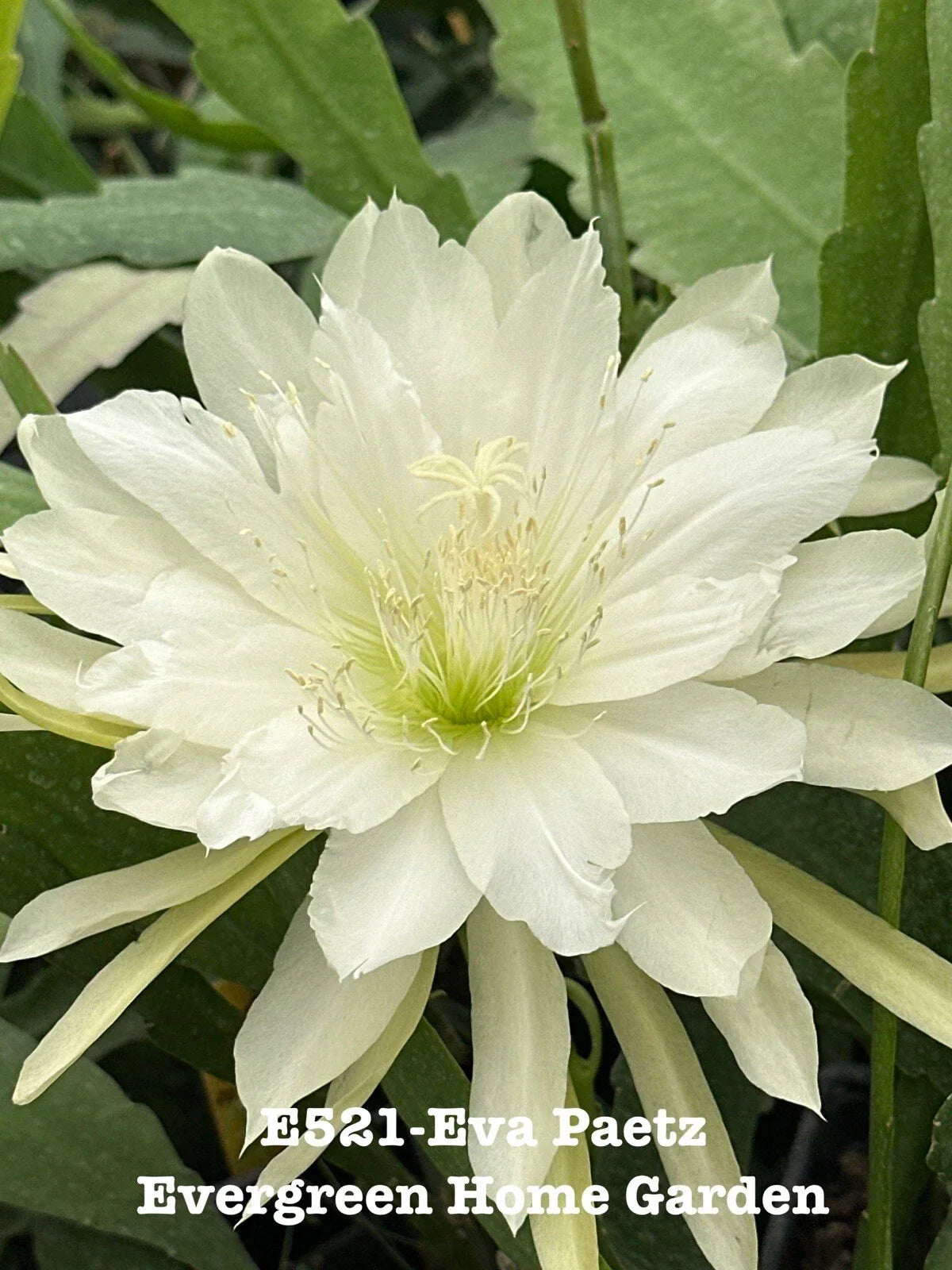 Epiphyllum Orchid Cactus Eva Paetz 4-Inch Rooted Plant, Indoor Succulent, Tropical Houseplant, Epiphytic Cactus, Easy-Care
