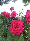 Bright Pink Fragrant Rose Cuttings, 6 Inch Rosa spp. Garden Propagation, No Roots