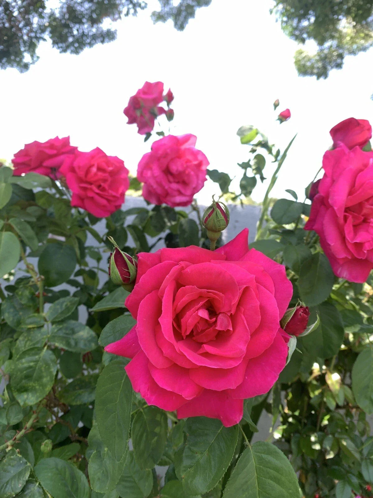 Bright Pink Fragrant Rose Cuttings, 6 Inch Rosa spp. Garden Propagation, No Roots