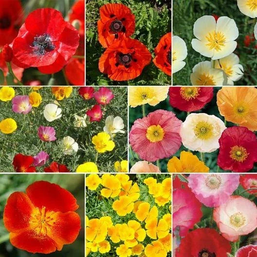 Poppy Seeds Mix - 2000 Non-GMO Perennial Oriental Poppies - Papaver orientale Flower Seeds for Garden, Borders, and Pollinator Attracting