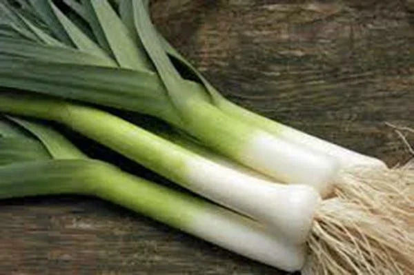 Leek Seeds 500 Non-GMO American Flag Heirloom Allium ampeloprasum for Garden & Culinary Use