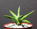 Sansevieria ballyi Succulent Plant in 4" Pot – Rare Exotic Indoor Outdoor Collector Plant