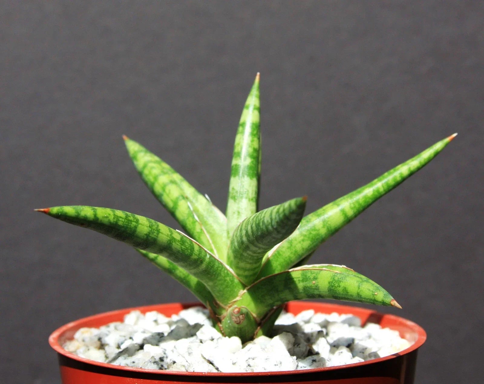 Sansevieria ballyi Succulent Plant in 4" Pot – Rare Exotic Indoor Outdoor Collector Plant