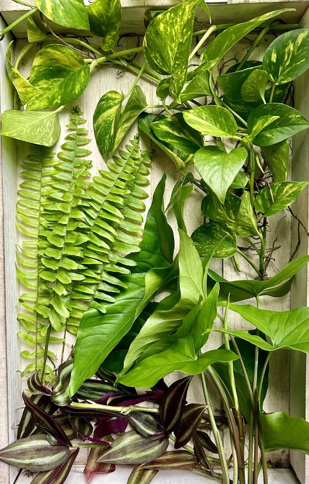 20 Live House Plant Cuttings - Rooted Pothos, Spider Plant, ZZ Plant & Snake Plant for Indoor Gardening