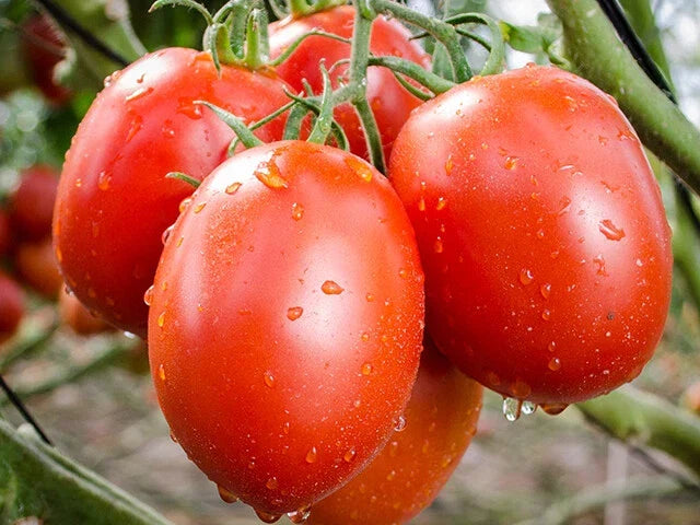 Roma Heirloom Tomato Seeds - 100+ Non-GMO Vegetable Seeds for Garden, Solanum lycopersicum, USA Grown