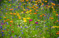 Heirloom Wildflower Seed Mix - 1000 Non-GMO Seeds - Serendipity's Garden Mix