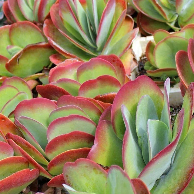 Blushing Heart Kalanchoe Live Plant - 2.5" Pot - Indoor Succulent Cactus - Heart-Shaped Foliage - Low Maintenance Houseplant