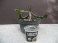Euphorbia opuntioides Succulent Plant - 12-Year-Old Cutting in Pot - Unique Drought-Tolerant Cactus for Indoor & Outdoor Gardens