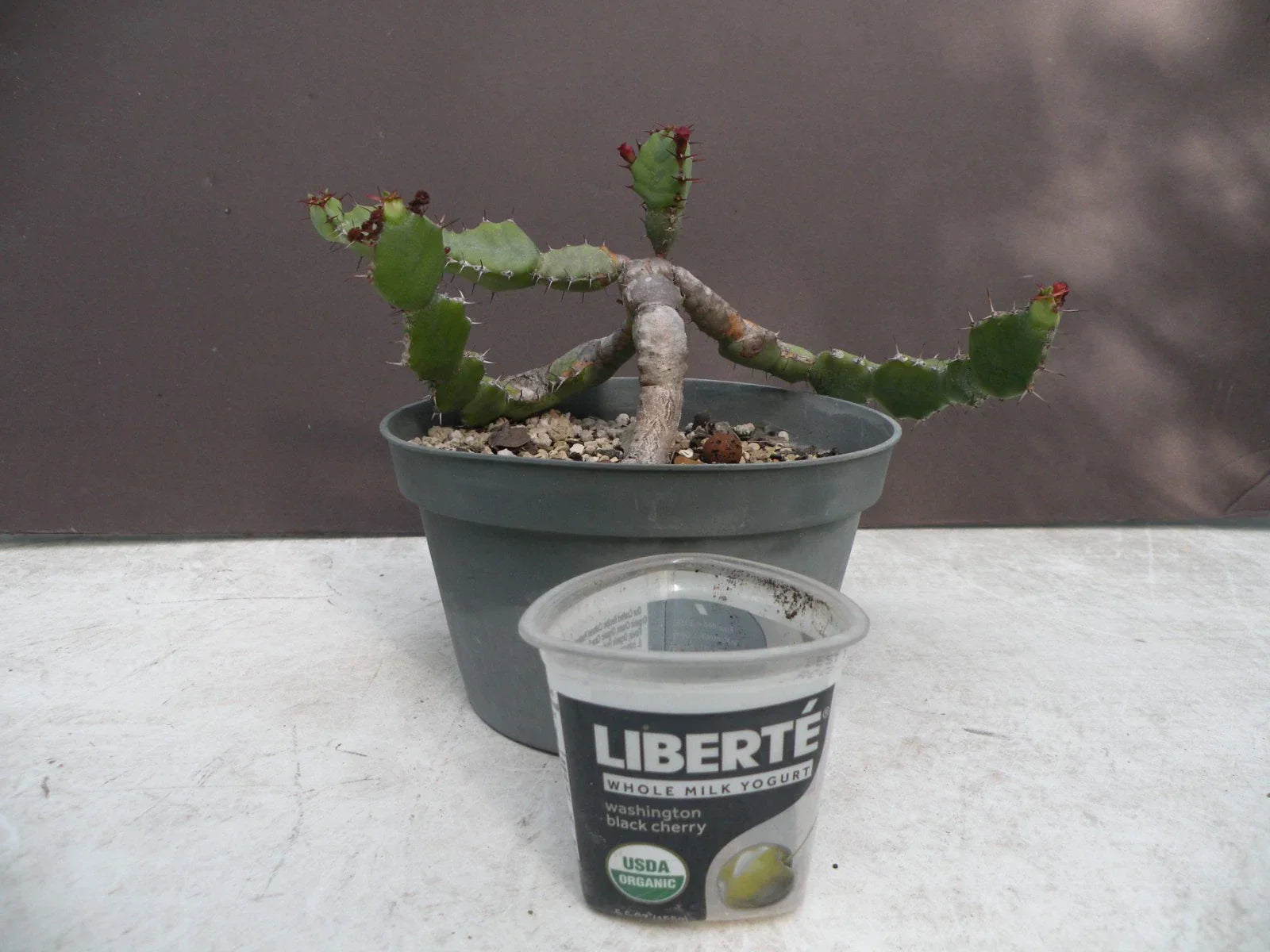 Euphorbia opuntioides Succulent Plant - 12-Year-Old Cutting in Pot - Unique Drought-Tolerant Cactus for Indoor & Outdoor Gardens