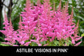 Astilbe Bare Root Starter Plants - 'Visions in Pink' Shade Perennial for Gardens - Astilbe x arendsii