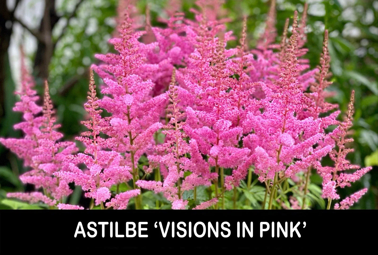 Astilbe Bare Root Starter Plants - 'Visions in Pink' Shade Perennial for Gardens - Astilbe x arendsii