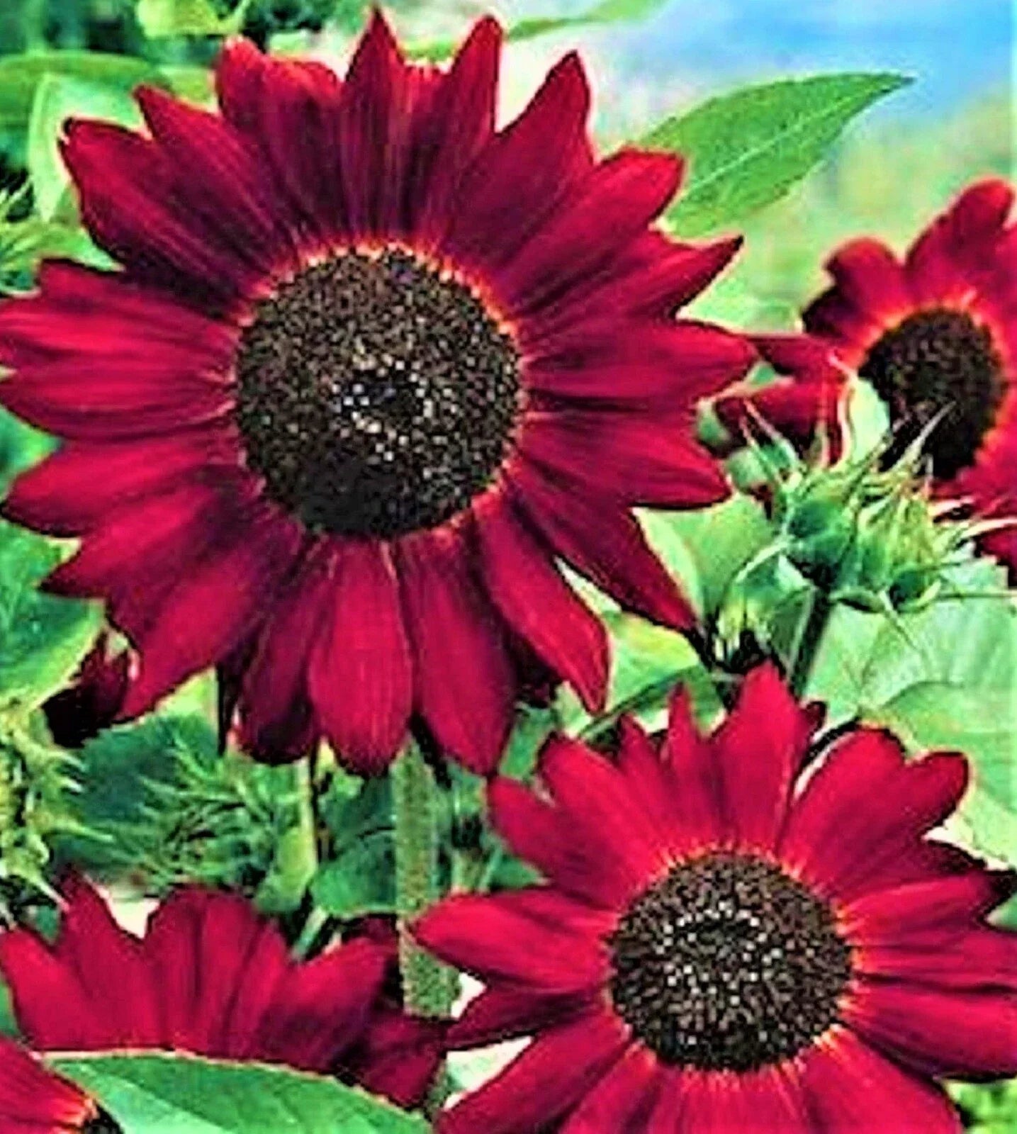 Velvet Queen Sunflower Seeds - 30+ Non-GMO Helianthus annuus with Vibrant Burgundy Blooms, Seed Packet