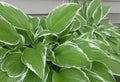 Hosta Bareroot Plant - Undulata Albomarginata, White-Edged Foliage, Perennial Shade Garden Plant, Hosta 'Undulata Albomarginata'