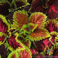 Kong Empire Mix Coleus Seeds - Colorful Foliage for Garden & Containers - Plectranthus scutellarioides - 25+ Pack