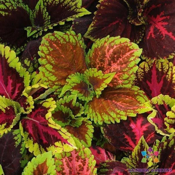 Kong Empire Mix Coleus Seeds - Colorful Foliage for Garden & Containers - Plectranthus scutellarioides - 25+ Pack