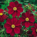 Cosmos Seeds - 50 Non-GMO Versailles Tetra Red Flower Seeds for Pollinators & Butterflies - Cosmos bipinnatus