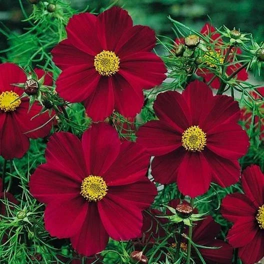 Cosmos Seeds - 50 Non-GMO Versailles Tetra Red Flower Seeds for Pollinators & Butterflies - Cosmos bipinnatus
